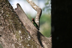 Psilopogon zeylanicus