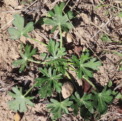 Callirhoe involucrata