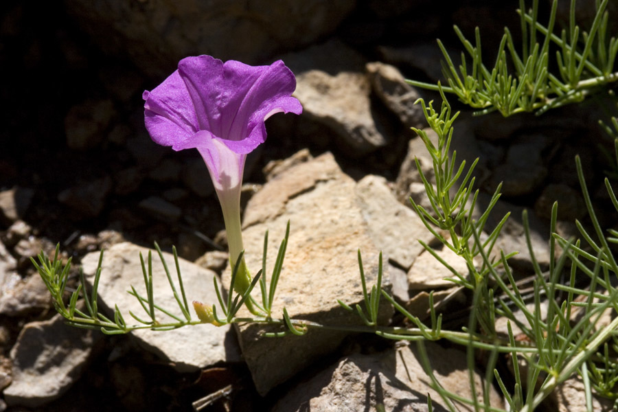Ipomoea capillacea