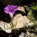 Purple Morning-Glory - Photo (c) Patrick Alexander, some rights reserved (CC BY-NC-ND)