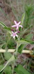 Oxypetalum solanoides