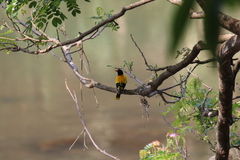 Oriolus xanthornus