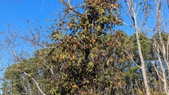 Gelsemium sempervirens