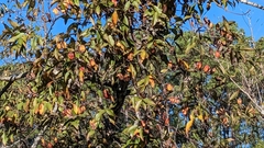 Gelsemium sempervirens