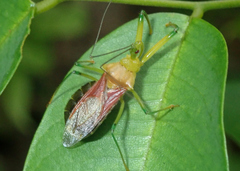 Ploeogaster