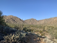 Cylindropuntia acanthocarpa