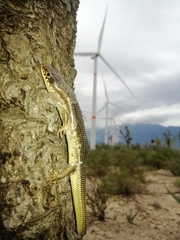 Plestiodon obsoletus