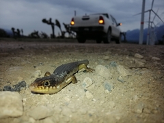 Plestiodon obsoletus