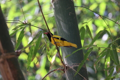 Oriolus xanthornus