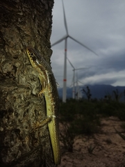 Plestiodon obsoletus