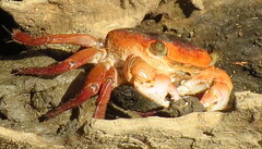 Metopograpsus latifrons