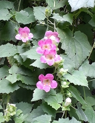 Lophospermum erubescens