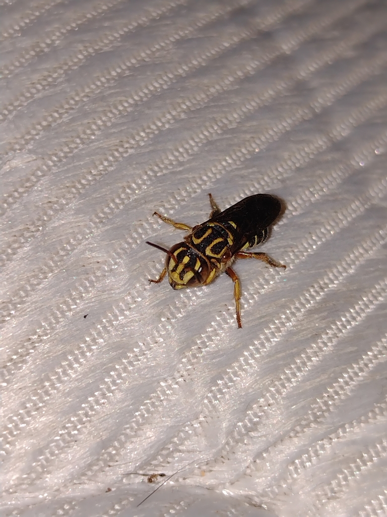 Epanthidium tigrinum