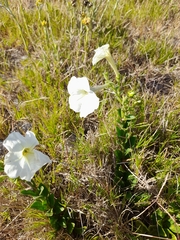 Petunia axillaris