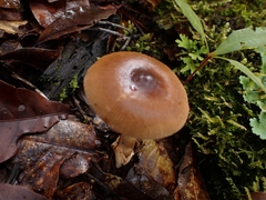 Amanita sororcula