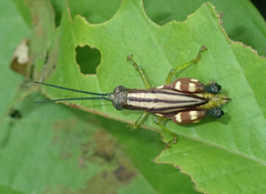 Syntomacris guttulosa