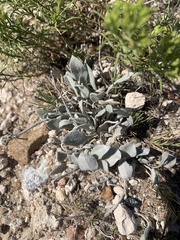 Physaria ovalifolia