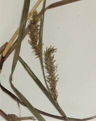 Carex trichocarpa