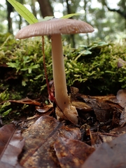 Amanita sororcula