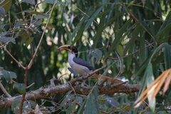 Ocyceros gingalensis