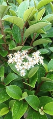 Olearia arborescens