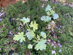 Perityle emoryi