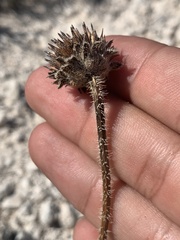 Echinacea angustifolia