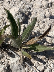 Echinacea angustifolia