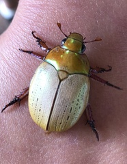 Anoplognathus olivieri