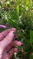 Sidalcea