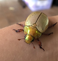 Anoplognathus olivieri