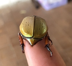 Anoplognathus olivieri