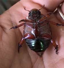 Anoplognathus olivieri