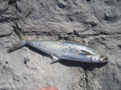 Scomberomorus maculatus