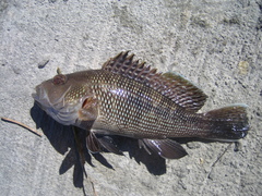 Centropristis striata