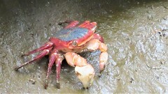 Metopograpsus latifrons