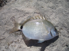 Diplodus holbrookii