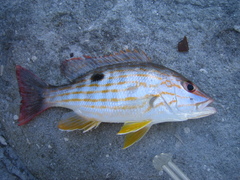 Lutjanus synagris