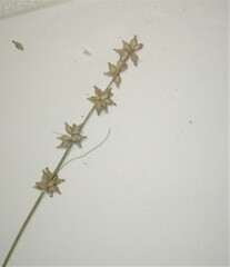Carex rosea