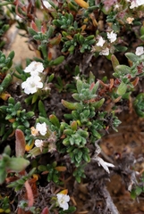 Chorizanthe