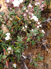 Chorizanthe