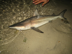 Carcharhinus limbatus