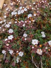 Chorizanthe