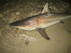 Carcharhinus limbatus