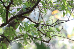 Chloropsis aurifrons