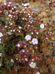 Chorizanthe