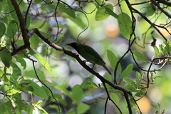 Chloropsis aurifrons