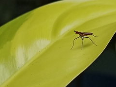 Telostylinus lineolatus