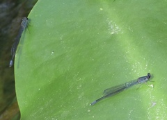 Enallagma cardenium