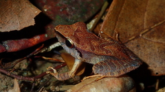 Pristimantis fenestratus